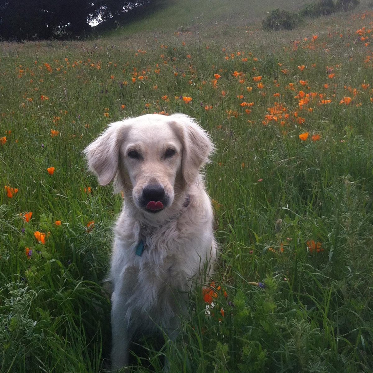 Captsully's tweet photo. We have said goodbye to our sweet Jolie. It was a shock to our family, &amp; we already miss her dearly.

We’d like to thank those in the #veterinary community who have graciously helped guide us through the tough end of life care for several of our animals these past two years. https://t.co/TYRAqpIrov