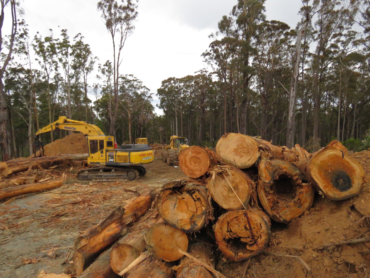 karenagold's tweet photo. @LilyDAmbrosioMP Now you can stop logging native forests, because this 👇 is not real climate action. #RespectTheScience #ClimateCrisis #WalkTheTalk https://t.co/kFkrSM8y3R
