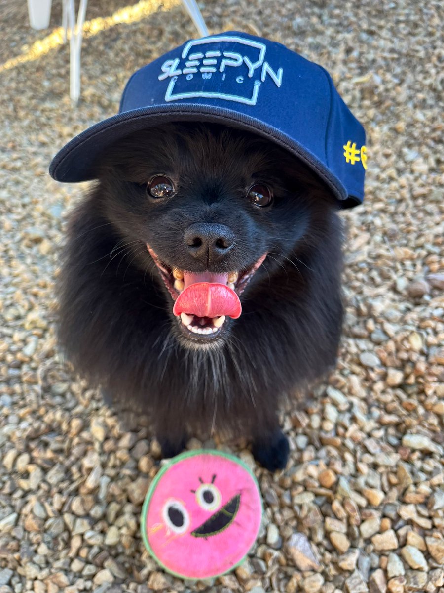 EllaMonkima's tweet photo. My Pom, VeVe, loves to wear my #60 @SleepynComics hat! Ty, gonna look sharp at #DCon ⭐️ #comics #vevefam 🧢⭕️🧢 https://t.co/1qxkgSyW51