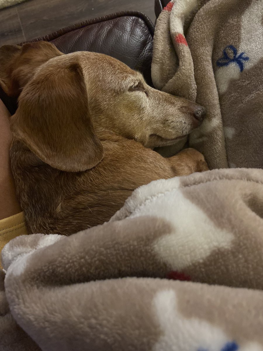 DollBabyGrand's tweet photo. @bunsenbernerbmd Honey is an expert in sleep science. She is currently involved in a study. https://t.co/BaBtvbSzyM