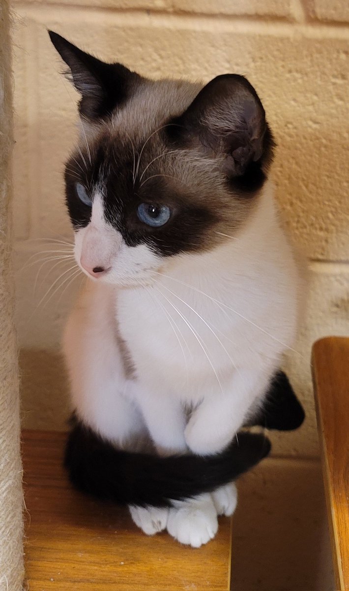 theprofessor75's tweet photo. Newest member of the family! 🐈 @fablibrarian13 https://t.co/KT1zd14WEG