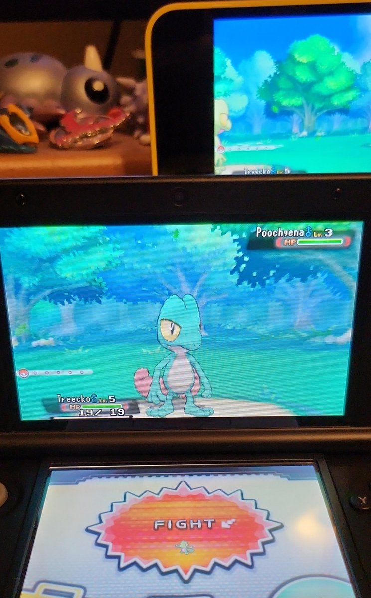 TheAbsol's tweet photo. Shiny Treecko after 660 resets!! I've now found the whole starter trio while searching for the shiny unlocked uncatchable Pooch. Task failed successfully https://t.co/Q76EuqbcaG