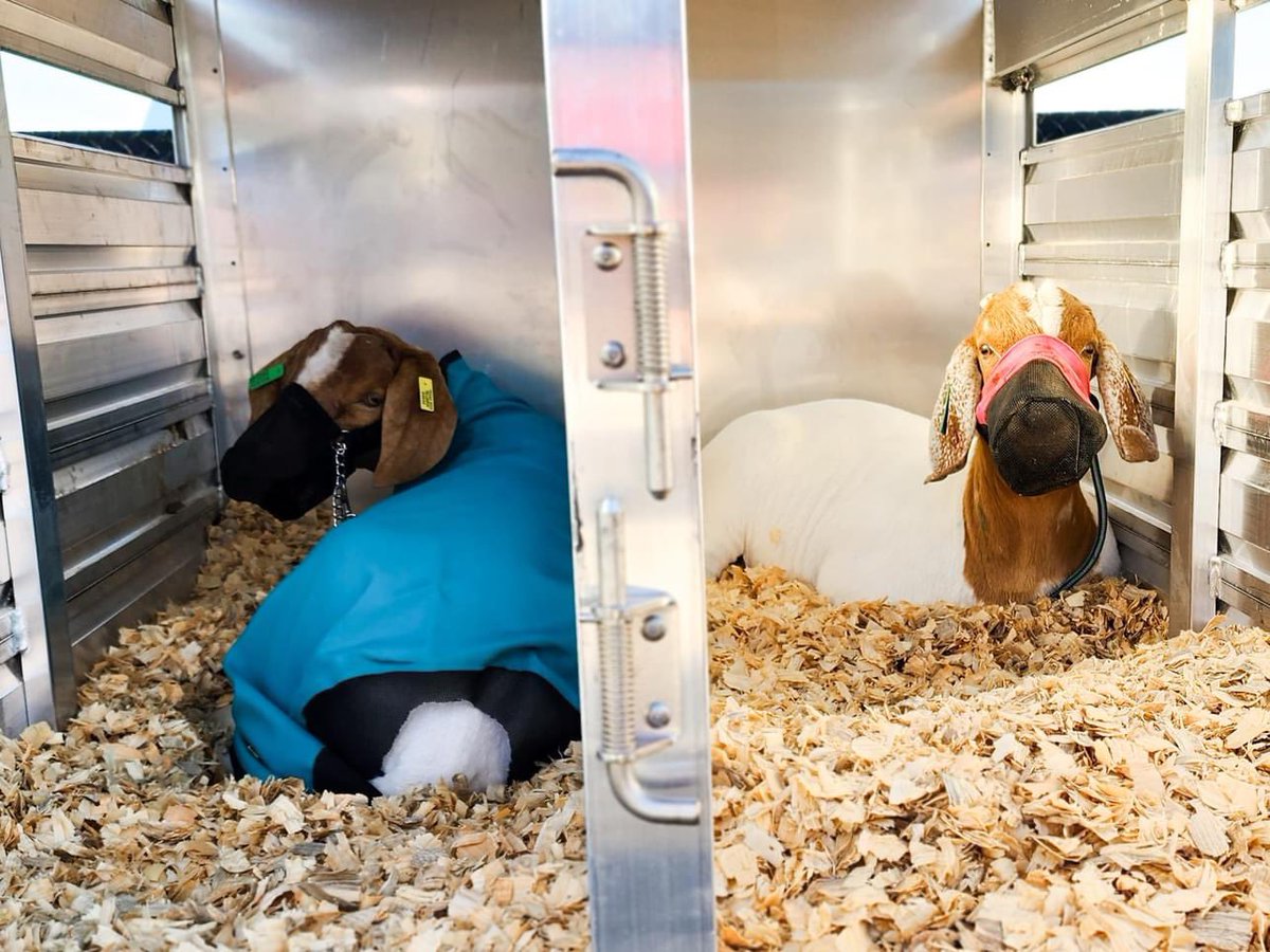 State Lamb and Goat Validation ✔️