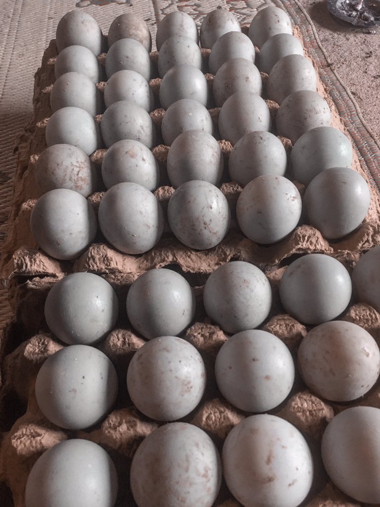 rukusama's tweet photo. Ready Stock
Telur Bebek grade AA dan AB
Kuningan orange merah
Fresh dari silit bebek pilihan
2400/butir

Yuk makan telur bebek https://t.co/hcuAHznCqz
