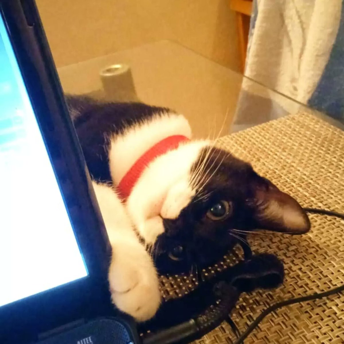 marthalina86's tweet photo. 🚨🚨🚨Adopción Responsable para Batman 
Curriculum Vitae
❤️Bella
❤️Cariñosa
❤️Hace monerias
❤️Ya pasó la etapa difícil de enseñar a usar el arenero .
❤️Esterilizada
❤️Tiene mascarilla de Batman

Si todavía tienes dudas,mírala 5 minutos ,de seguro te derrites . https://t.co/v9D2ZriJEO
