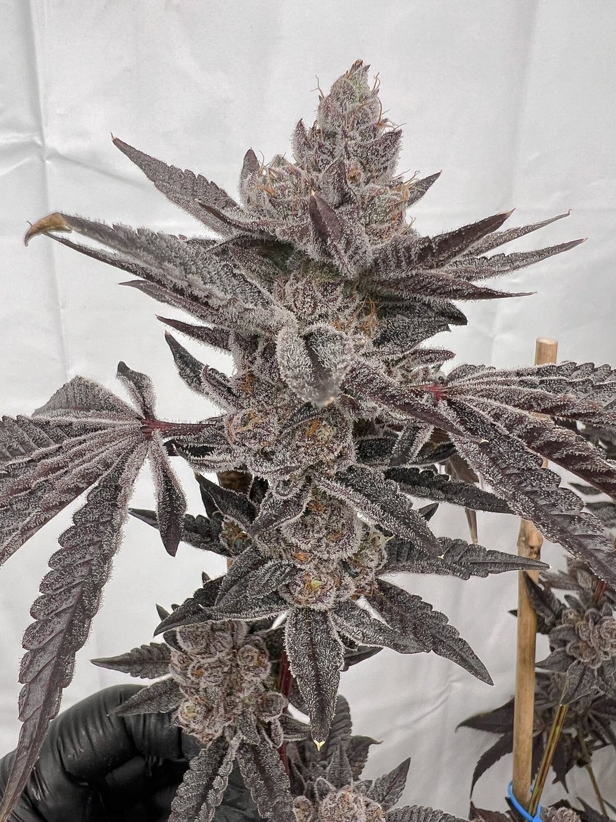Solfire Gardens tweet media