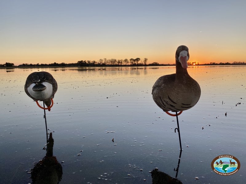 ARGameandFish's tweet image. Get an early draw on specklebelly geese
STUTTGART — Arkansas’s white-fronted goose season kicks off Oct. 29, putting an end to the duck depression for many Arkansas waterfowl hunters. Early specklebelly goose hunting presents a challenge in locating a …bit.ly/3MKYTRO