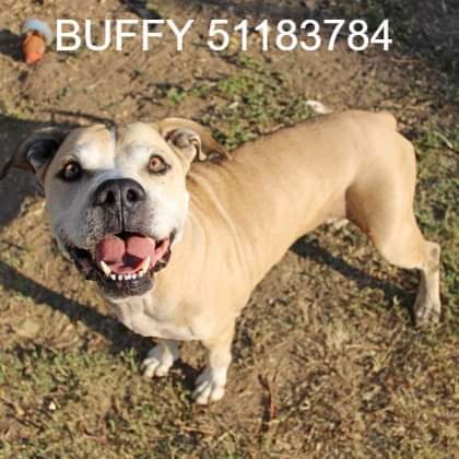 Y'all!  Let's just admit it...Puppies have NO CHILL! But you know who knows how to chill like a pro?  Buffy does. Buffy is a senior girl at 8 years young. That little bit of grey on her face means that she is a sophisticated, mature lady... m.facebook.com/story.php?stor…

#seniordog