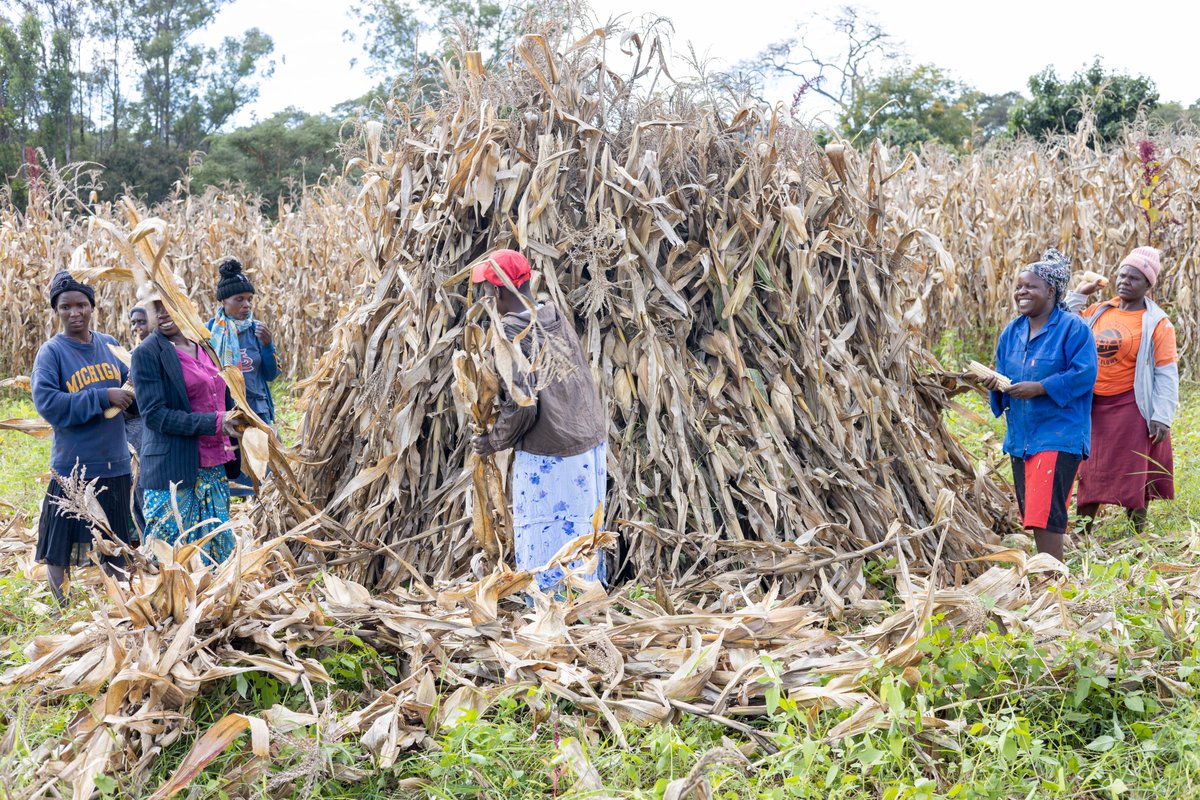 ZimFarm_Project's tweet photo. Women are leading from the front, everyday. They are securing their future and that of their children and families. We see it everyday, in the women we work with at our organization, who have been producing food crops like maize,with us,&amp; using the proceeds to better their lives. https://t.co/iNHTRWbK5H