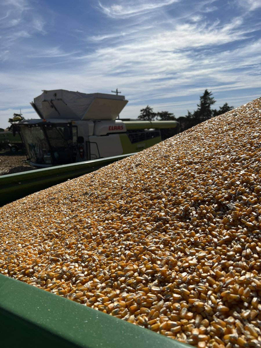 RossMartin30's tweet photo. Claas 8600tt giving perfect sample for food grade corn. @CLAAS_America https://t.co/GGmsD1NwRe