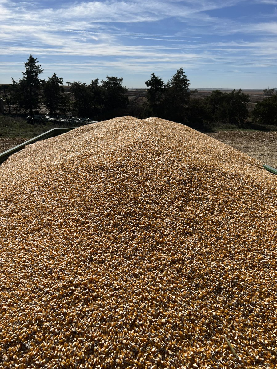 RossMartin30's tweet photo. Claas 8600tt giving perfect sample for food grade corn. @CLAAS_America https://t.co/GGmsD1NwRe
