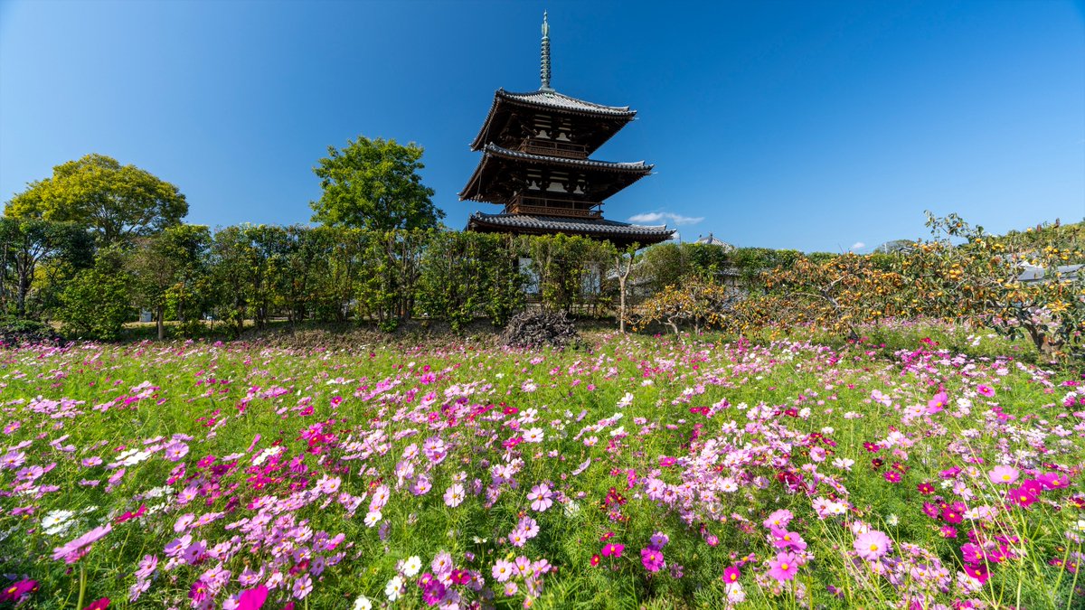 koyama_tom's tweet photo. 斑鳩の秋 Ikaruga, Nara in autumn
#hokiji #hokijitemple #worldheritage #worldculturalheritage #ikaruga #nara_landscape_heritage #nara #naratemples #autumnflowers #pagoda #法起寺 #世界遺産 #世界文化遺産 #斑鳩 #三重塔 #奈良県景観資産 #奈良の寺 #奈良 #コスモス #秋桜 #秋の花 https://t.co/sx5hSQaXpd