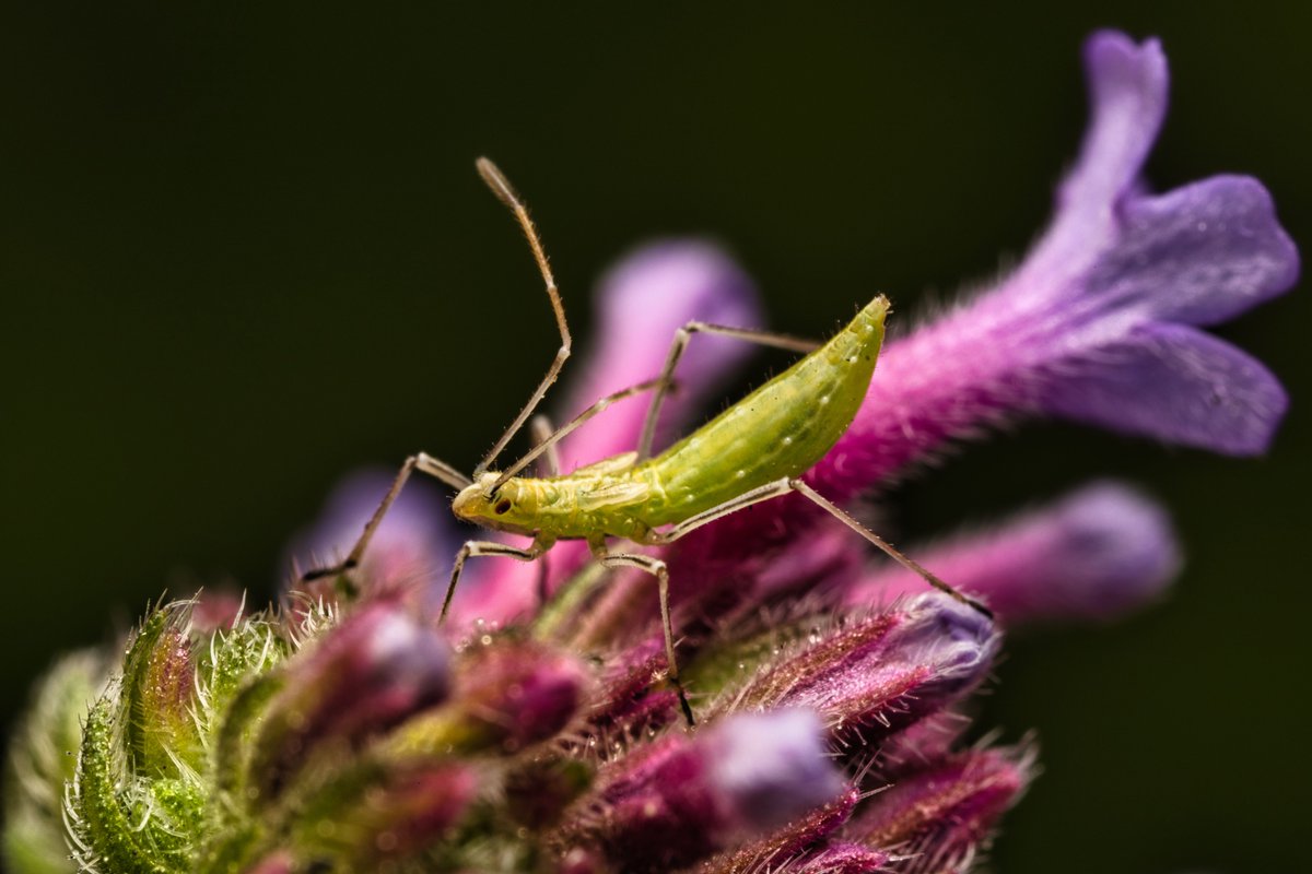 Some sort of broad-headed bug (possibly a rice bug? Family Alydidae) in Carl Schurz Park. #broadheadedbug #ricebug #Alydidae #macro #ultramacro #truebugs #nature #wildlife #insects #entomology #carlschurzpark #nycparks #canonphotography #luminarneo #venusoptics