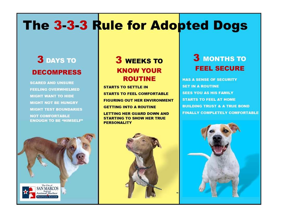 Shelters are a scary place for pets. Our staff works hard to keep animals as comfortable as possible, but many of our pets have experienced traumas, including the loss of their family that they loved.  Before you adopt, be sure that you are committed...m.facebook.com/story.php?stor…