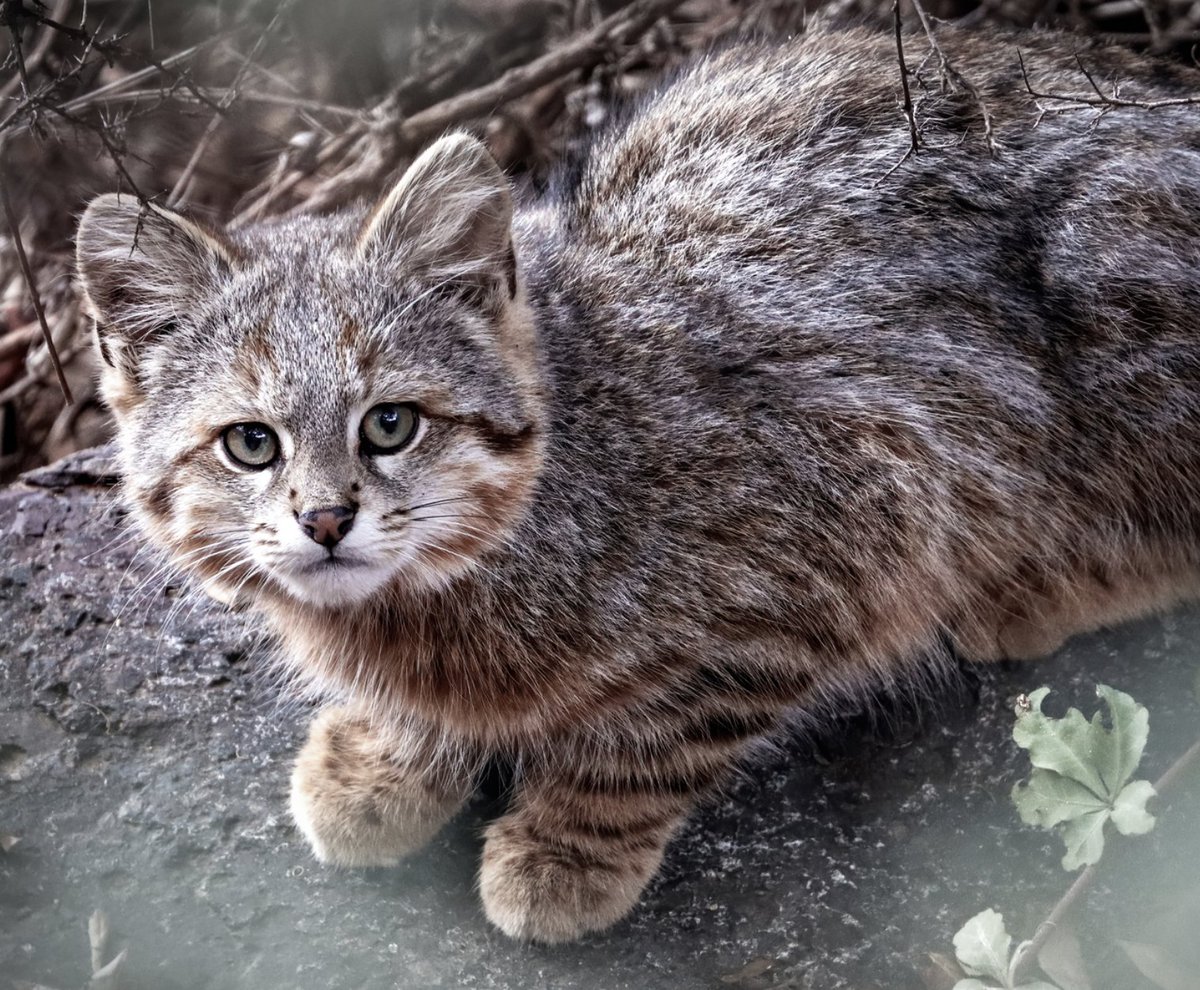 Felidae Conservation Fund tweet media