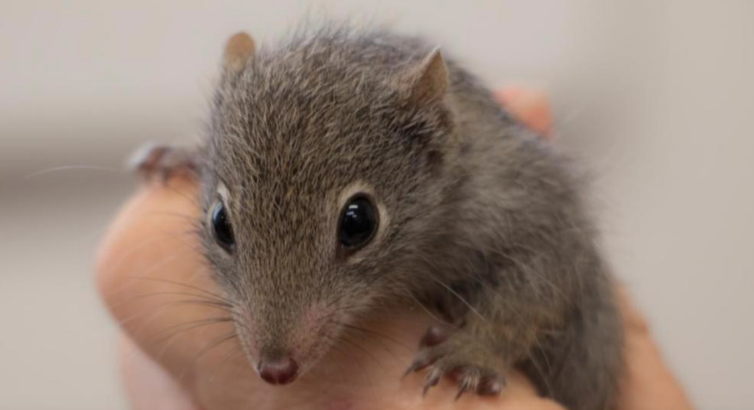 Dibbler homecoming: rare marsupial released on island haven. Twenty-eight dibblers have been released onto Dirk Hartog Island, WA. The tiny marsupial – one of Australia’s rarest – once thrived on the island, until feral animals wiped them out. bit.ly/3COo6WO