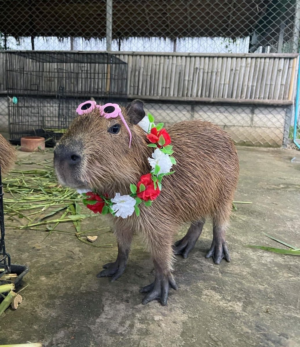 CAPYBARA_MAN tweet picture