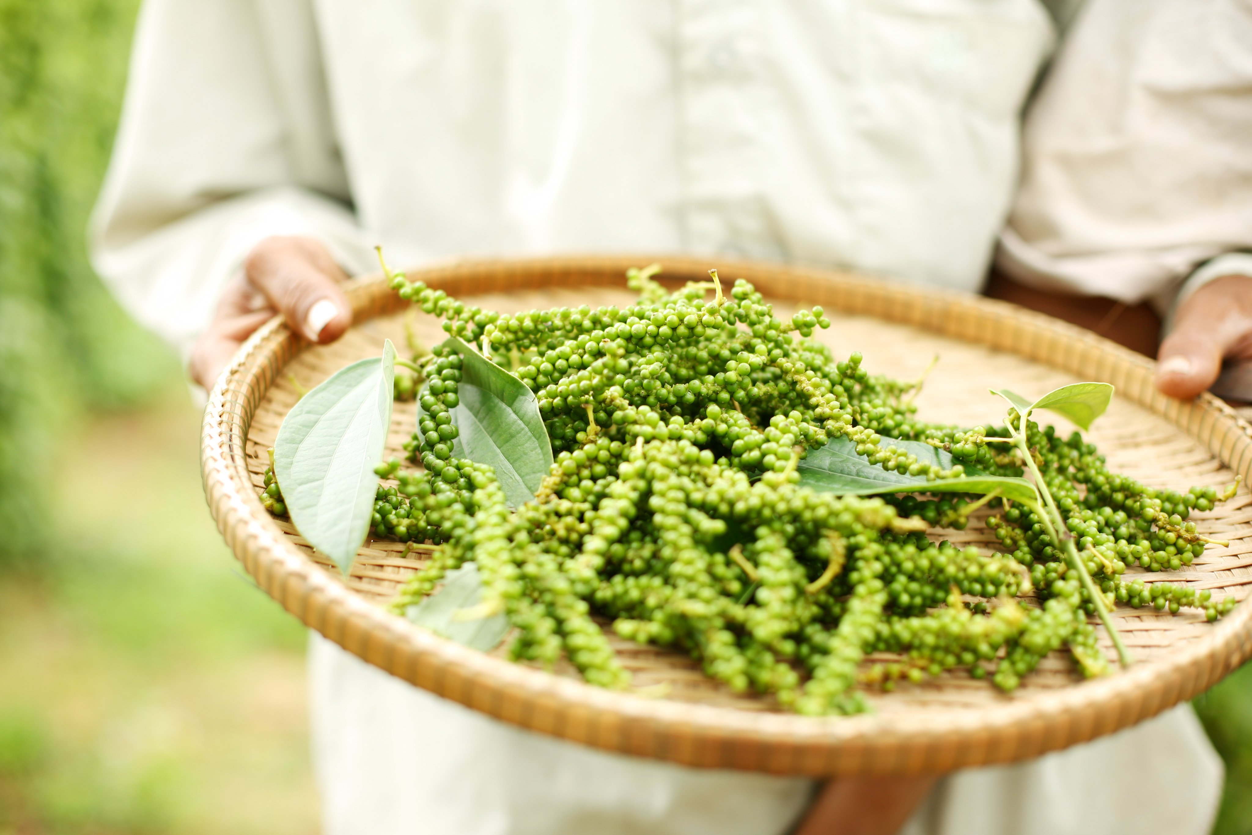 Kurata Pepper公式 カンボジアお土産 日本はネットショップにて Kuratapepper Twitter