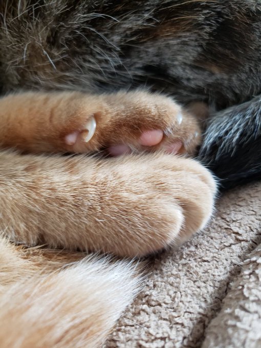 この世で最もかわいい先端 