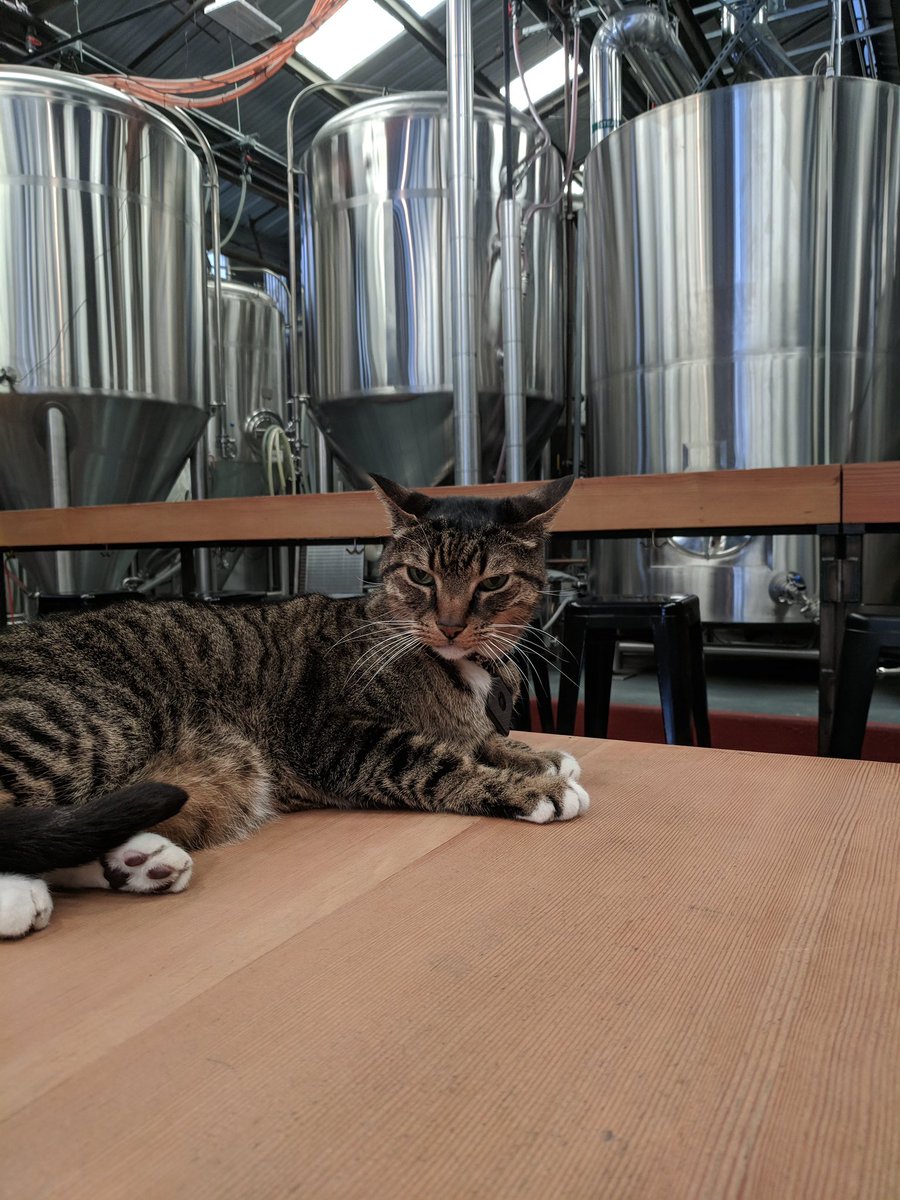 C1V0's tweet photo. @chrisarvinsf @barebottle Does Hamachi have a sibling? I have pics of them both from years ago on my phone! https://t.co/LELgXHtngc