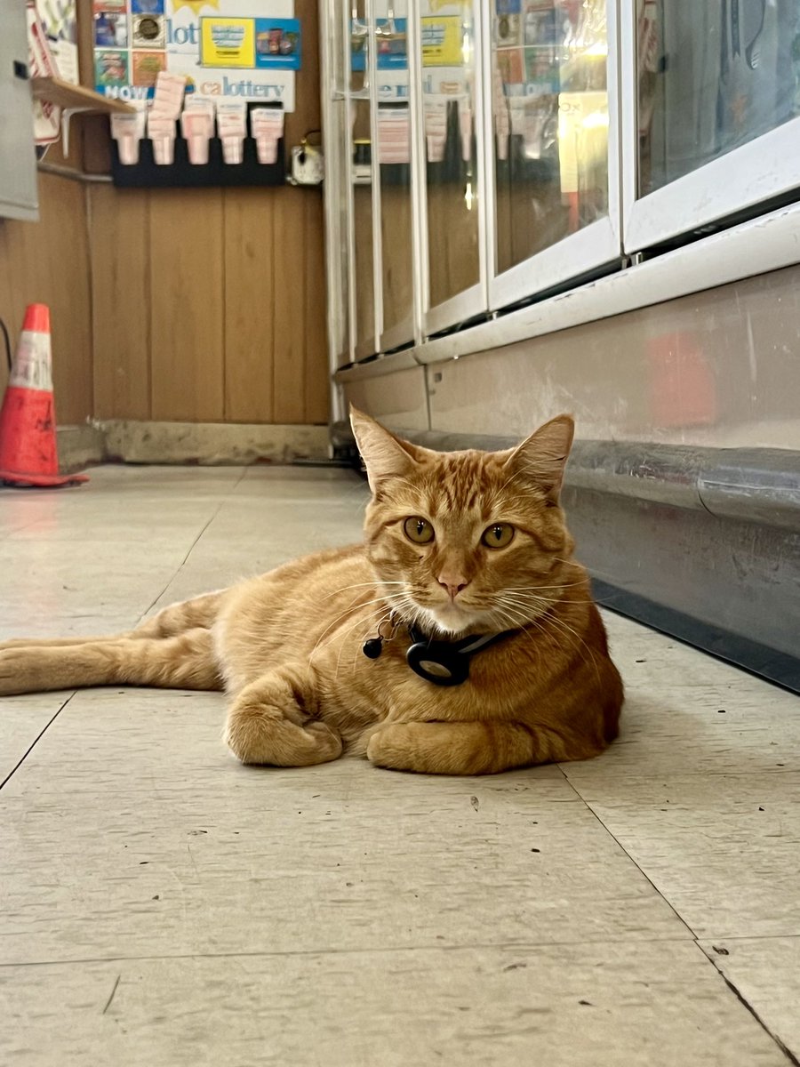 C1V0's tweet photo. @chrisarvinsf Kiano is my neighborhood bodega cat! He was supposed to deal with the mice but is too lazy and just lounges all day, so now they have two cats at O’Looney’s! 😅 https://t.co/0zK9oMj3l9