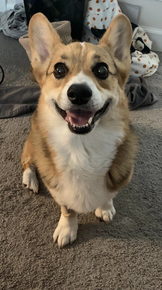 OrdinaryLeesha's tweet photo. Hello,
Sorry for the radio silence guys. I had totally meant to start streaming at the beginning of October but unfortunately Tony got really really sick. Moki and I had to have him hospitalized for 5 days and it looks like his cancer has returned. https://t.co/5co5TlRCRg