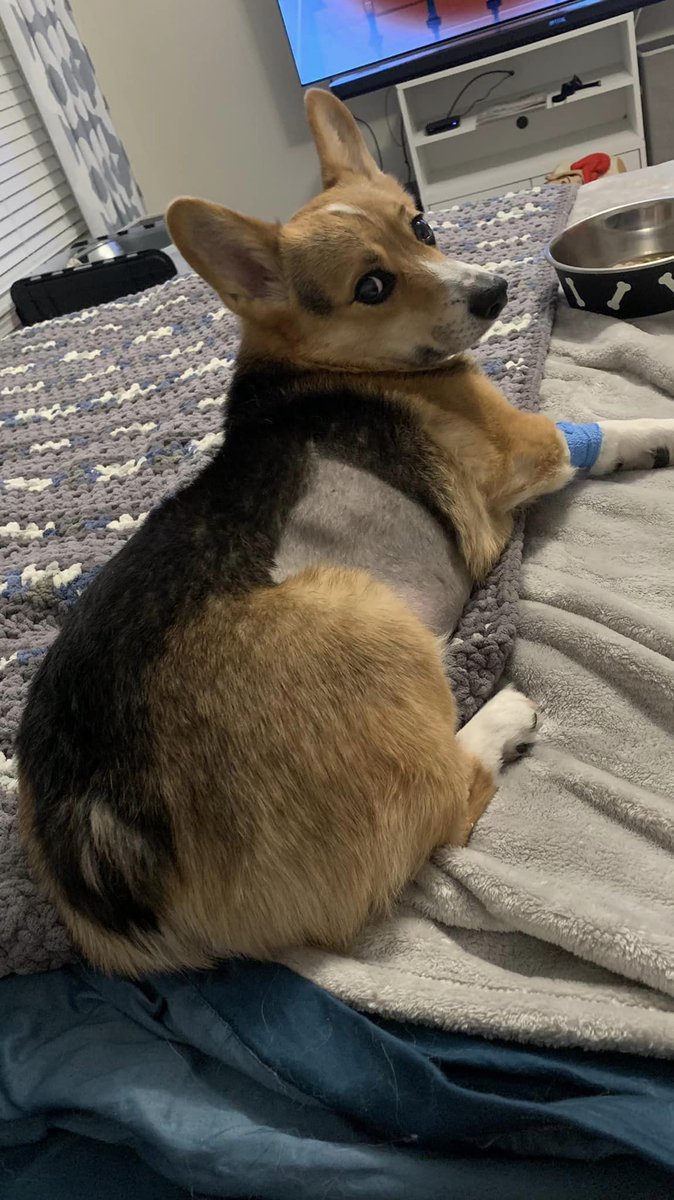 OrdinaryLeesha's tweet photo. Hello,
Sorry for the radio silence guys. I had totally meant to start streaming at the beginning of October but unfortunately Tony got really really sick. Moki and I had to have him hospitalized for 5 days and it looks like his cancer has returned. https://t.co/5co5TlRCRg