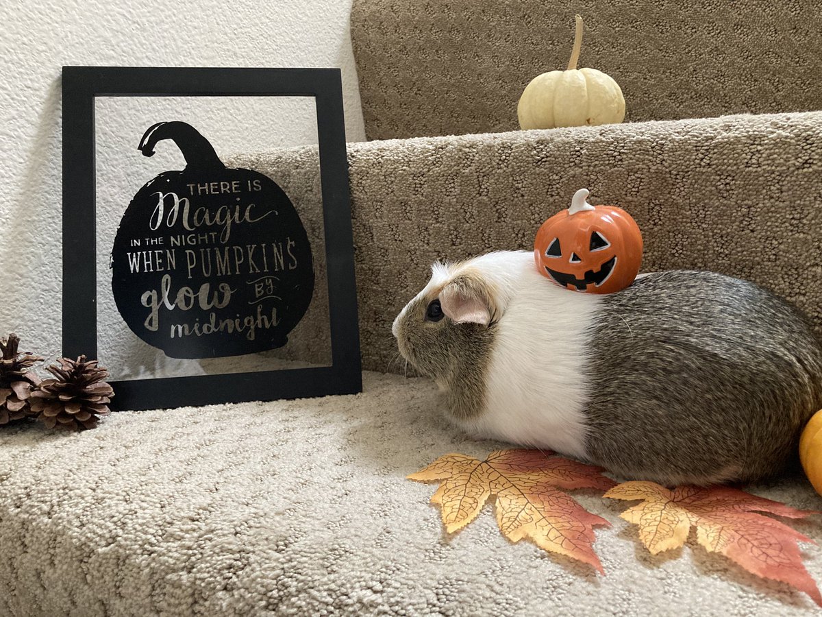 MiyuLogs's tweet photo. Autumn photo shoot🐻🐹🍁🎃

#guineapig #モルモット #モルカー https://t.co/q1toUnqd6O