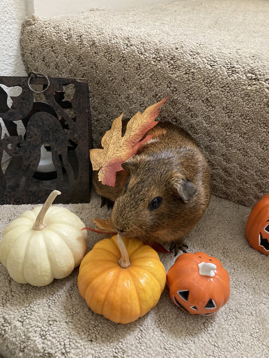 MiyuLogs's tweet photo. Autumn photo shoot🐻🐹🍁🎃

#guineapig #モルモット #モルカー https://t.co/q1toUnqd6O