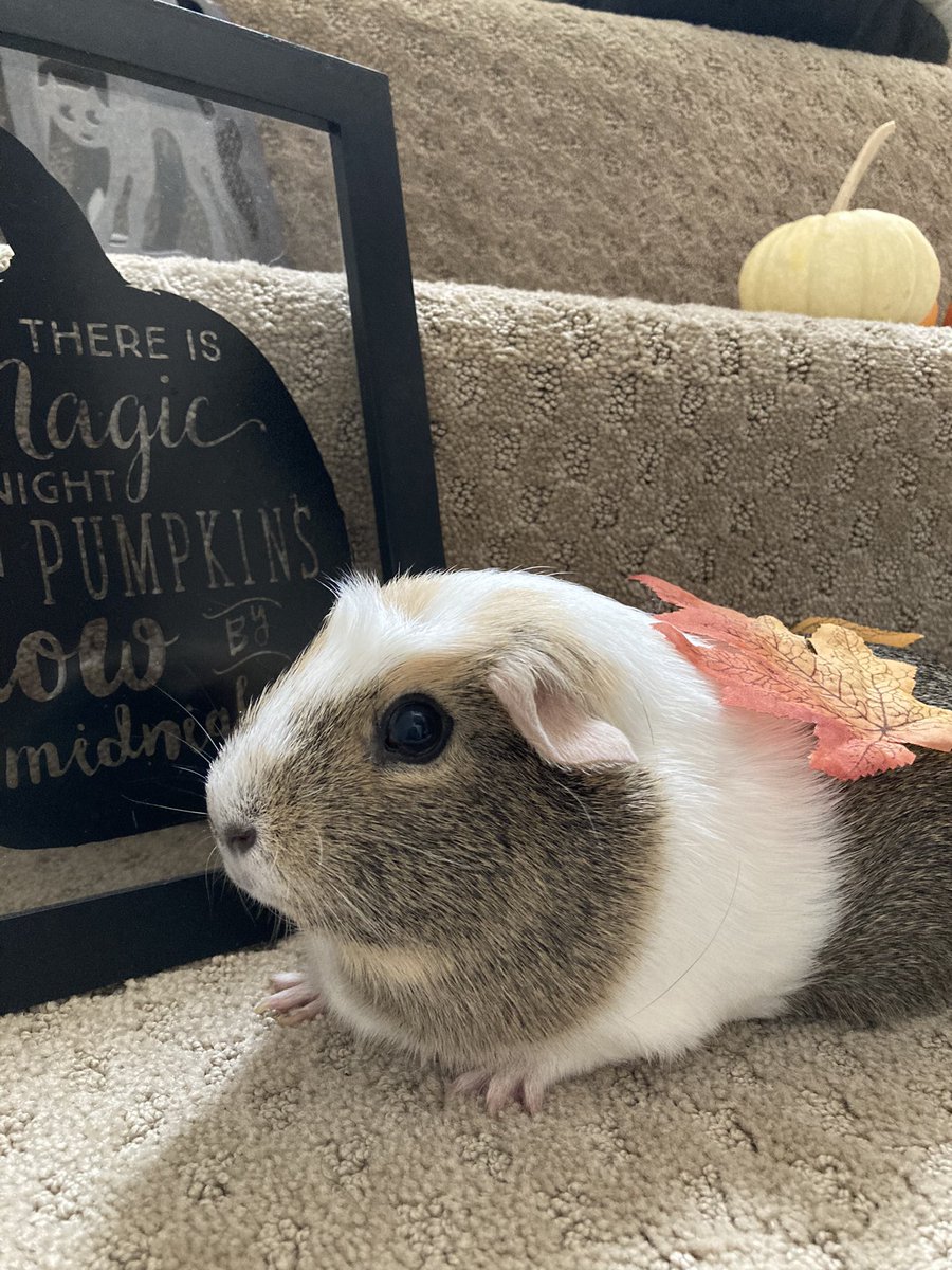 MiyuLogs's tweet photo. Autumn photo shoot🐻🐹🍁🎃

#guineapig #モルモット #モルカー https://t.co/q1toUnqd6O