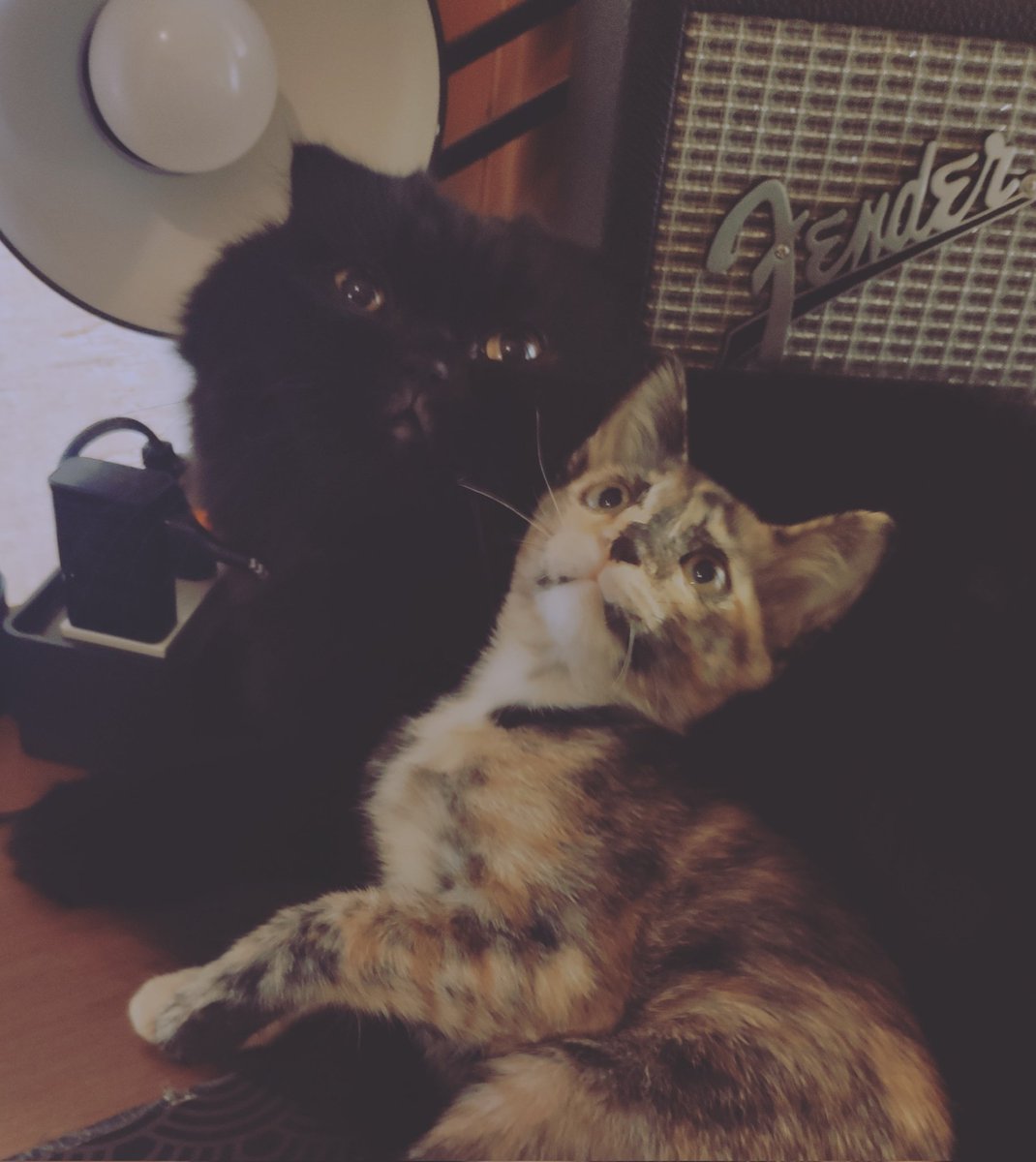 sqalaaaa's tweet photo. They say cat have nine lives, I guess you've been using them up after all these times.
I'm sorry my little girl, I just wished that the short time we had together was a happy one, that the you weren't suffering anymore.
I'm sorry that I couldn't do more. https://t.co/2X4wqCu3AB