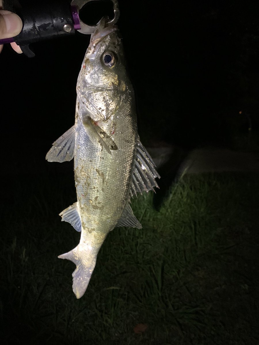 dorarafishing's tweet photo. 昨日もシーバス〜
ただサイズが伸びない😓 https://t.co/ebYutPJq3w