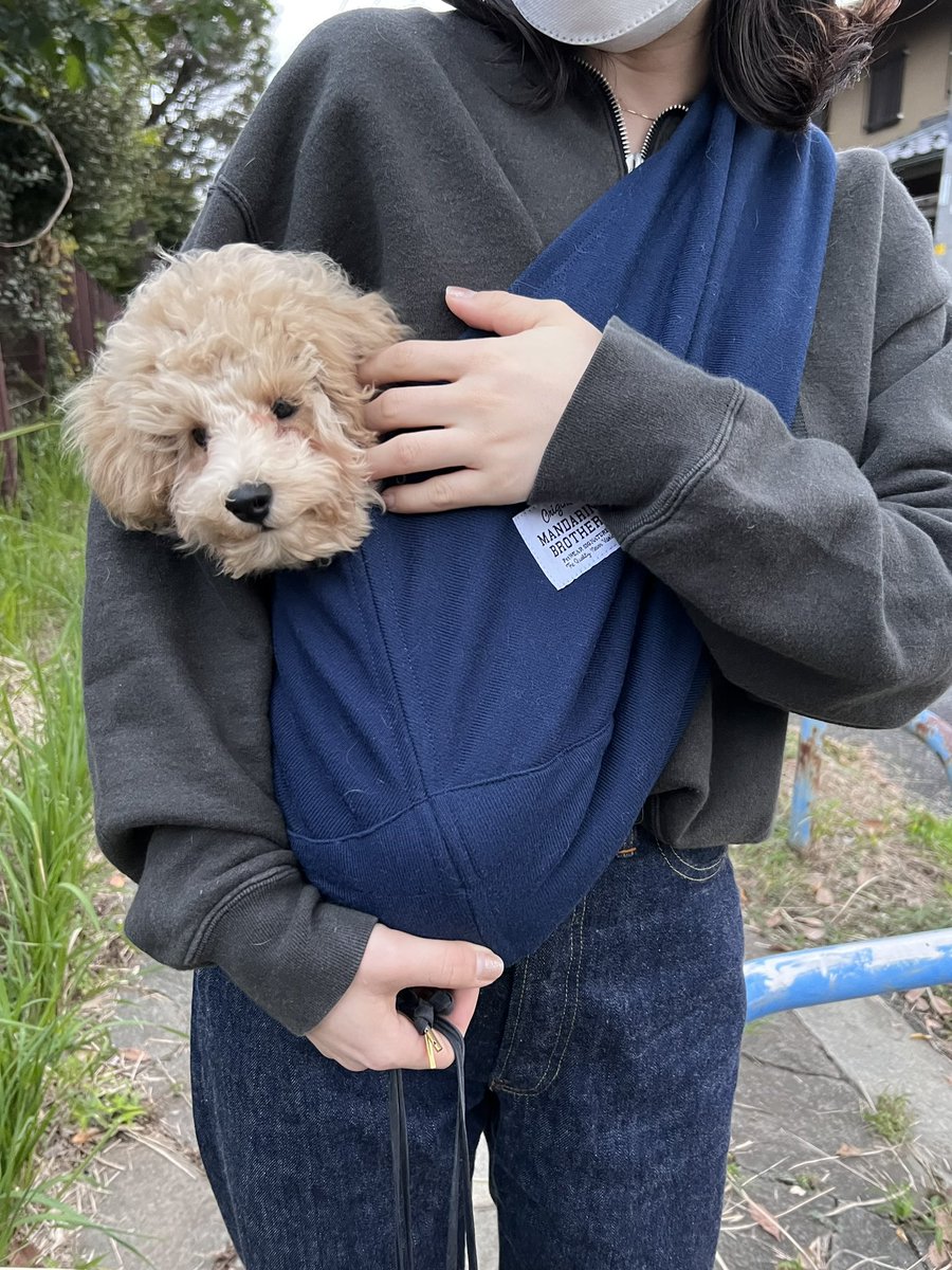 40py_'s tweet photo. 全身毛だらけですがうちん家のボーイが可愛すぎるのでどうぞ癒されてください #トイプードル https://t.co/8nyQnqoEjv