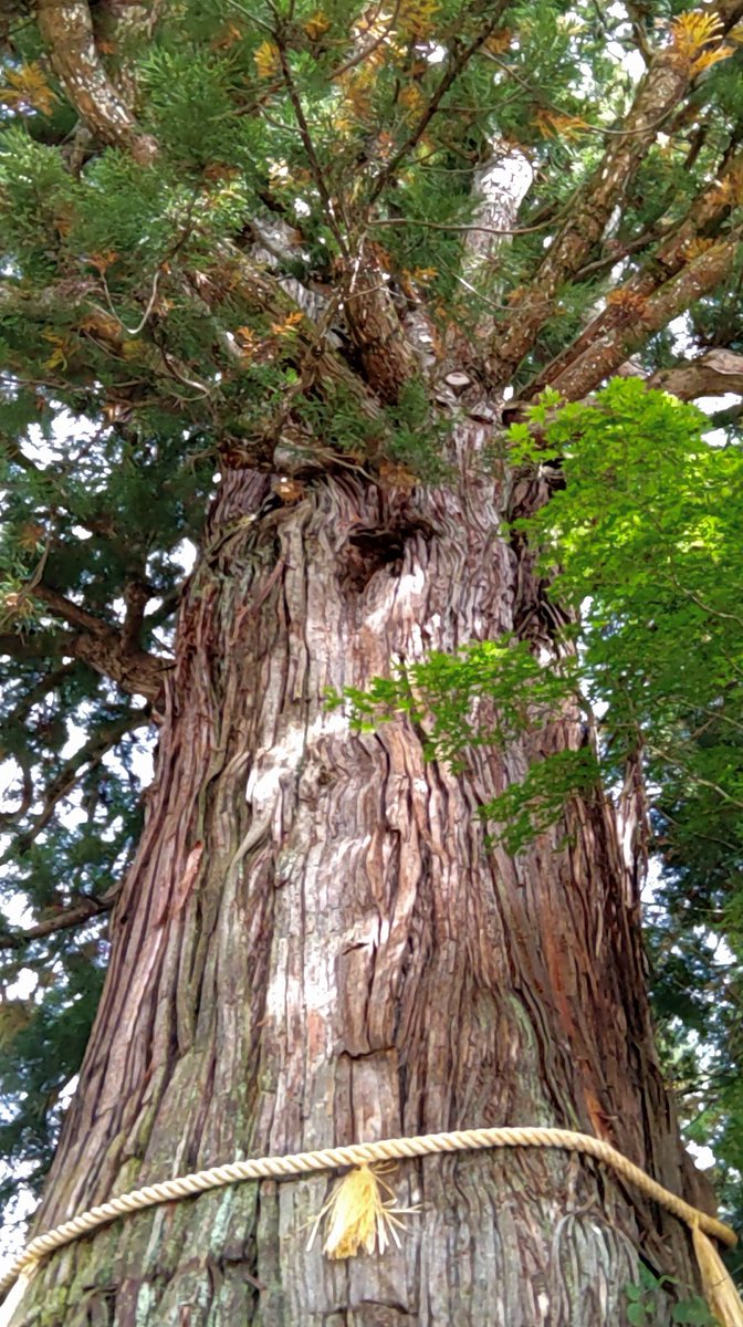 goshinbokupwr's tweet photo. 今日は、戸隠神社中社⛩️の御神木🌳で開運を💪御神木の中央に龍神様🐉を肩にのせてる方に見守られていますね✨サービスショットもみてね🌈#御神木　#ご神木　#巨樹　#パワースポット　#戸隠神社 https://t.co/lfSACpfisH