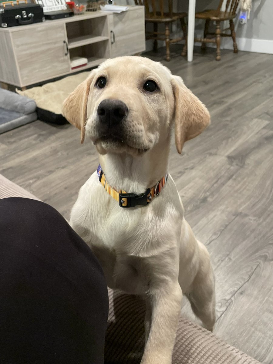 halfpint_Hess's tweet photo. Newest family member. His name is Biscuit 🥰 https://t.co/CCIB5m8WI5