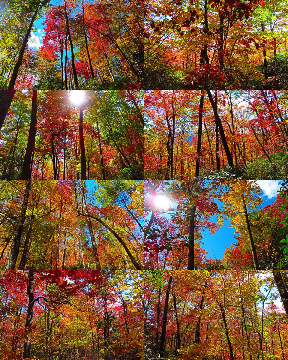 Fall colors from the #LookingGlassRock trail this week. # #WNC #WesternNorthCarolina #AshevilleNC #AshevilleNorthCarolina #BlueRidgeMountains #PisgahNationalForest #OnlyInNorthCarolina #VisitNorthCarolina
#TravelNorthCarolina #ExploreNorthCarolina #DiscoverCarolinas #Carolina #NC