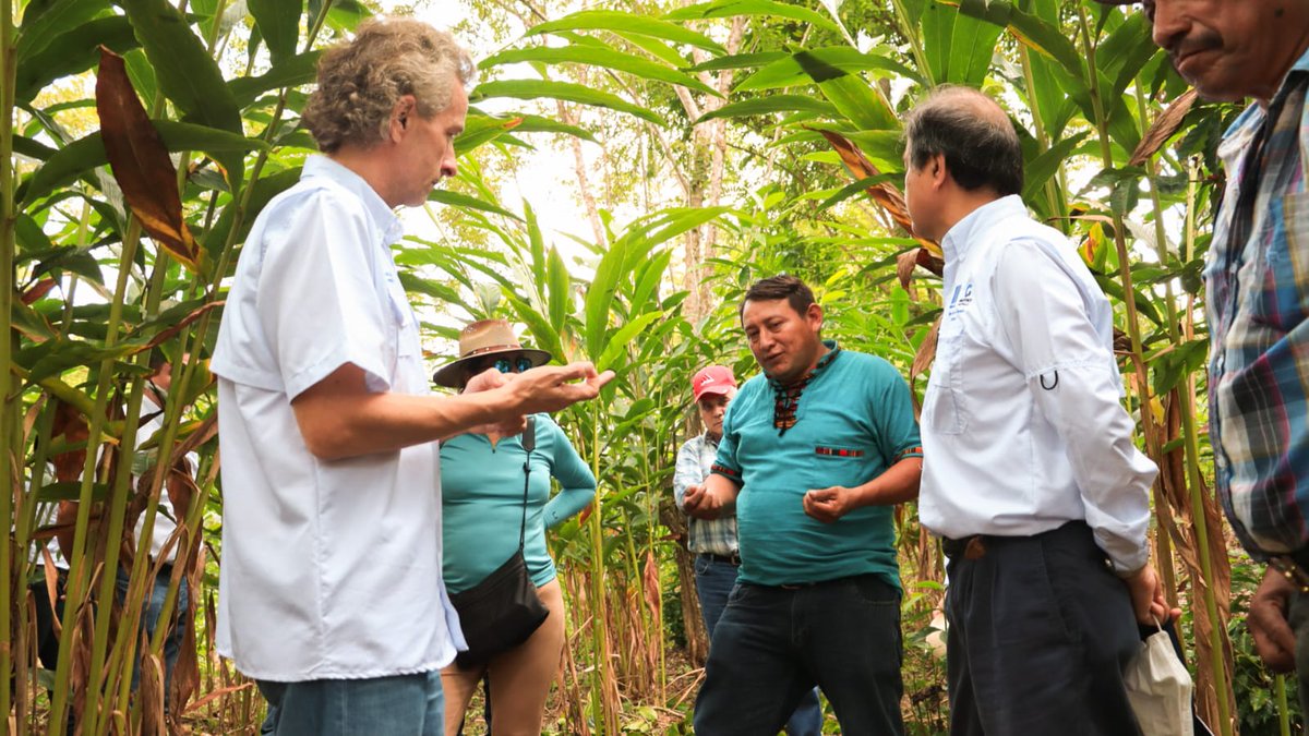 mmeridagt's tweet photo. El Jefe de Cooperación de @UEGuatemala conversa con productores de Cardamomo de caserío Sabaneta, Poptun, Petén que son apoyados por @ZapProyecto, implementado por @AGEXPORTGT, para mejorar la calidad de su producto y conectarse con mercados internacionales en alianza con #ADECAR https://t.co/wiDp9dceTu