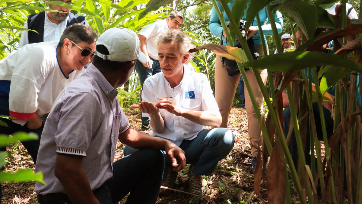 mmeridagt's tweet photo. El Jefe de Cooperación de @UEGuatemala conversa con productores de Cardamomo de caserío Sabaneta, Poptun, Petén que son apoyados por @ZapProyecto, implementado por @AGEXPORTGT, para mejorar la calidad de su producto y conectarse con mercados internacionales en alianza con #ADECAR https://t.co/wiDp9dceTu