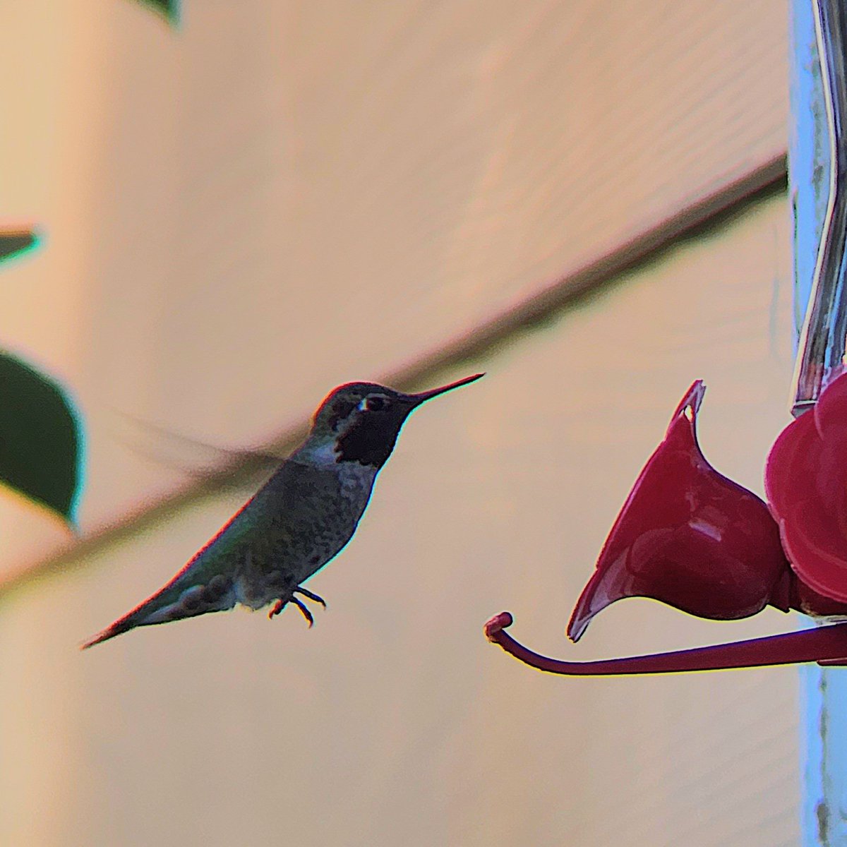 Hecker71's tweet image. Anna's Hummingbird in North Dakota!  
#birdwatching