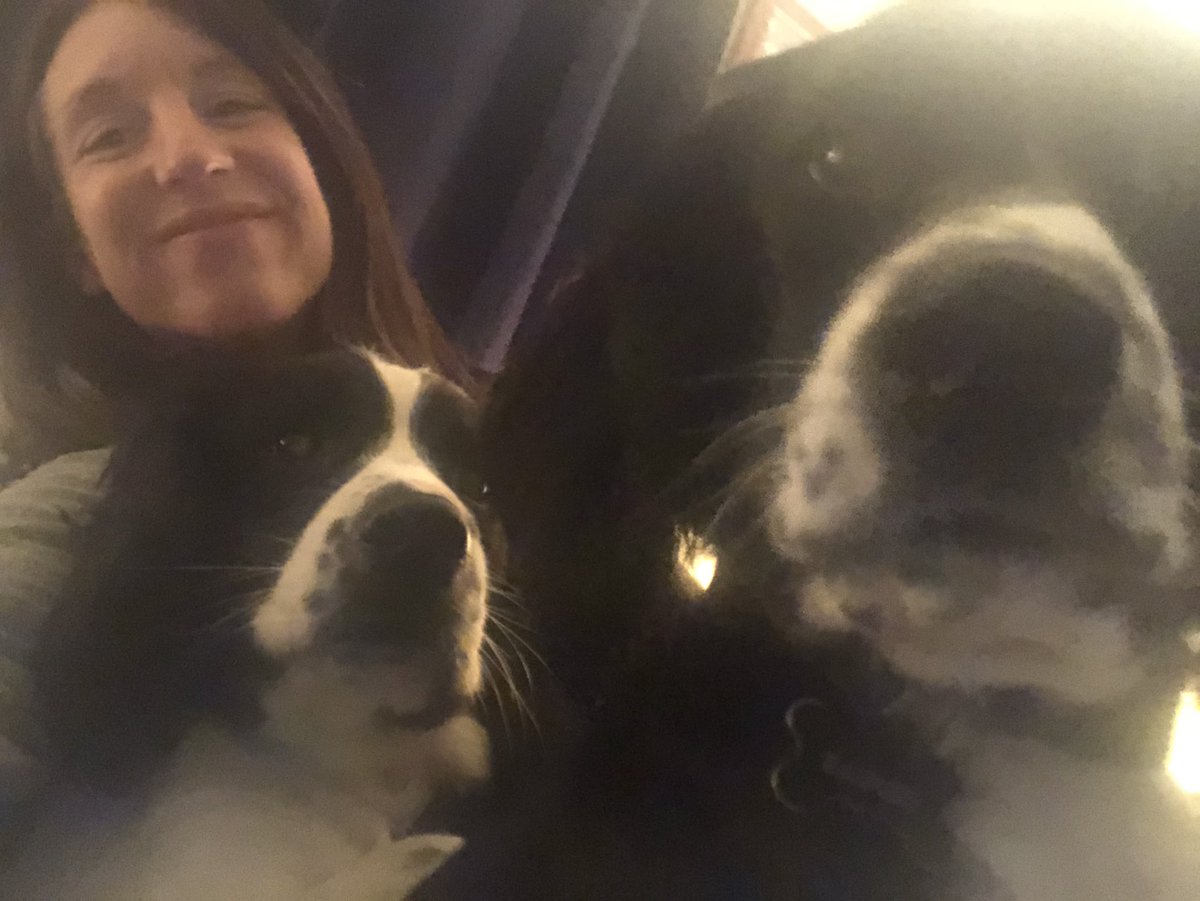 JessRock87's tweet photo. My babies 💖

#love #dogs #babies #puppies #EnglishSpringerSpaniel #siblingdogs https://t.co/GjwTivoEgB