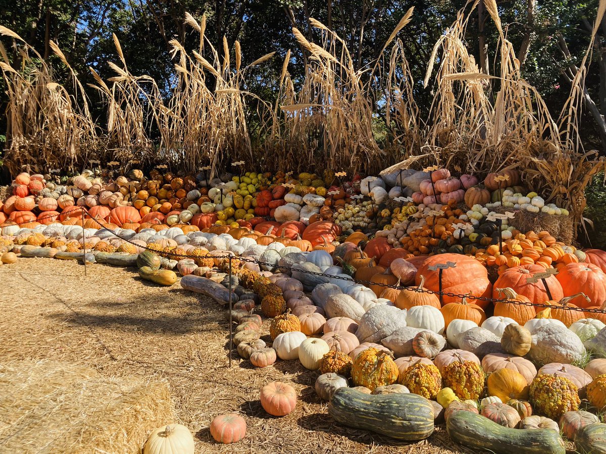 JenniferMaya7's tweet photo. #Fall @dallasarboretum 🎃 #fallvibes https://t.co/1PsmIgOGat