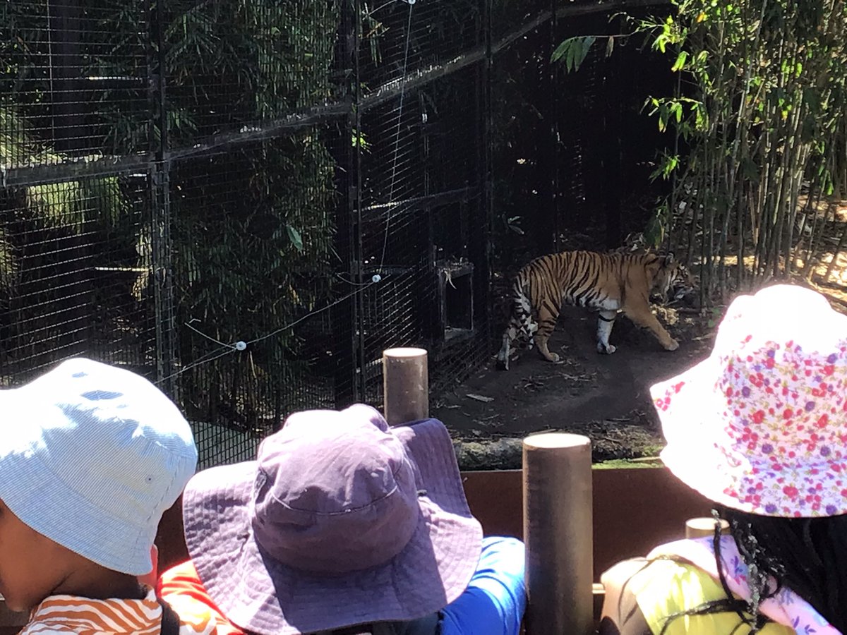 GarveyMrs's tweet photo. Tiger watching @ZoosVictoria @stpeterssws https://t.co/7JATYyzNsg
