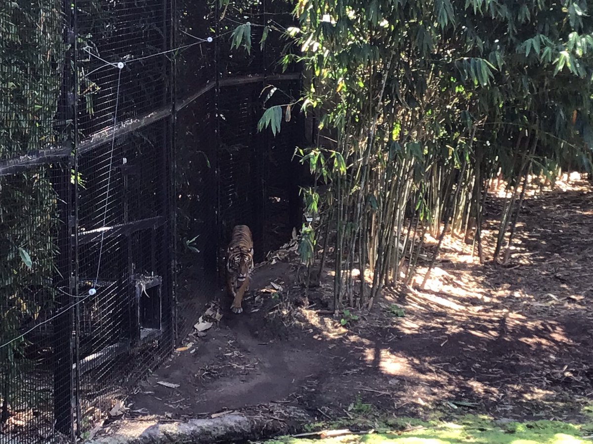 GarveyMrs's tweet photo. Tiger watching @ZoosVictoria @stpeterssws https://t.co/7JATYyzNsg