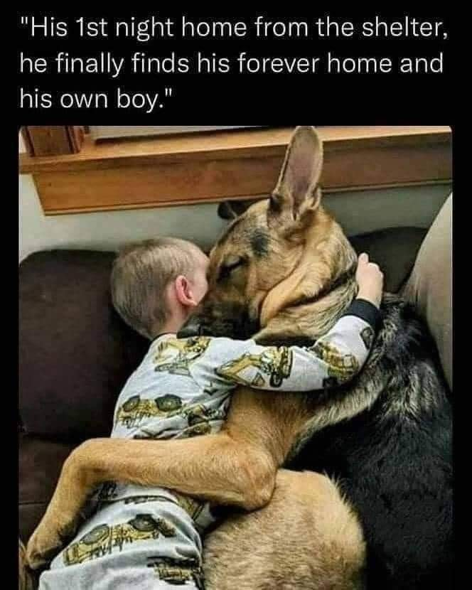 pawsome_gsd's tweet photo. #Germanshepherd #gsd #dogsoftwitter https://t.co/c5MqyH9BDT