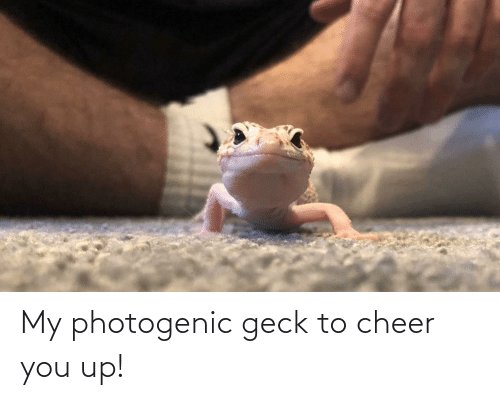 Geckos Daily🦎 tweet media