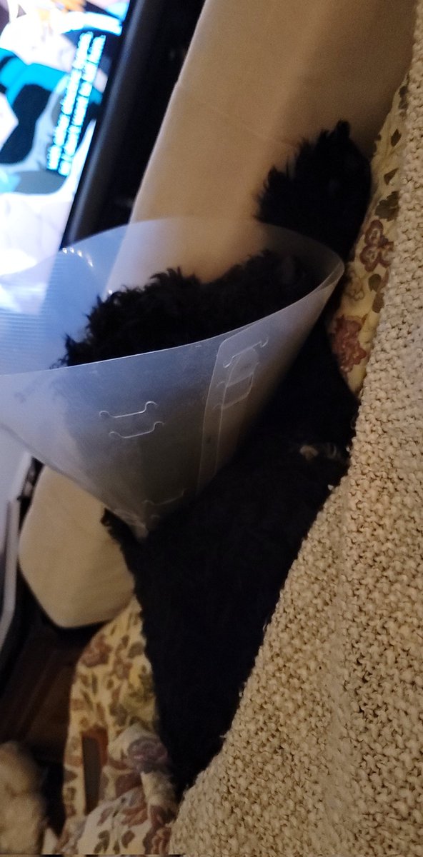 VeryGroggy's tweet photo. No stream tonight. Baby was spayed today so we're spending time w/ her. Be back tomorrow <3 poor little girl, but what a trooper. Have a great night everybody :) 

#twitch #stream https://t.co/ZrqRrOxV5V