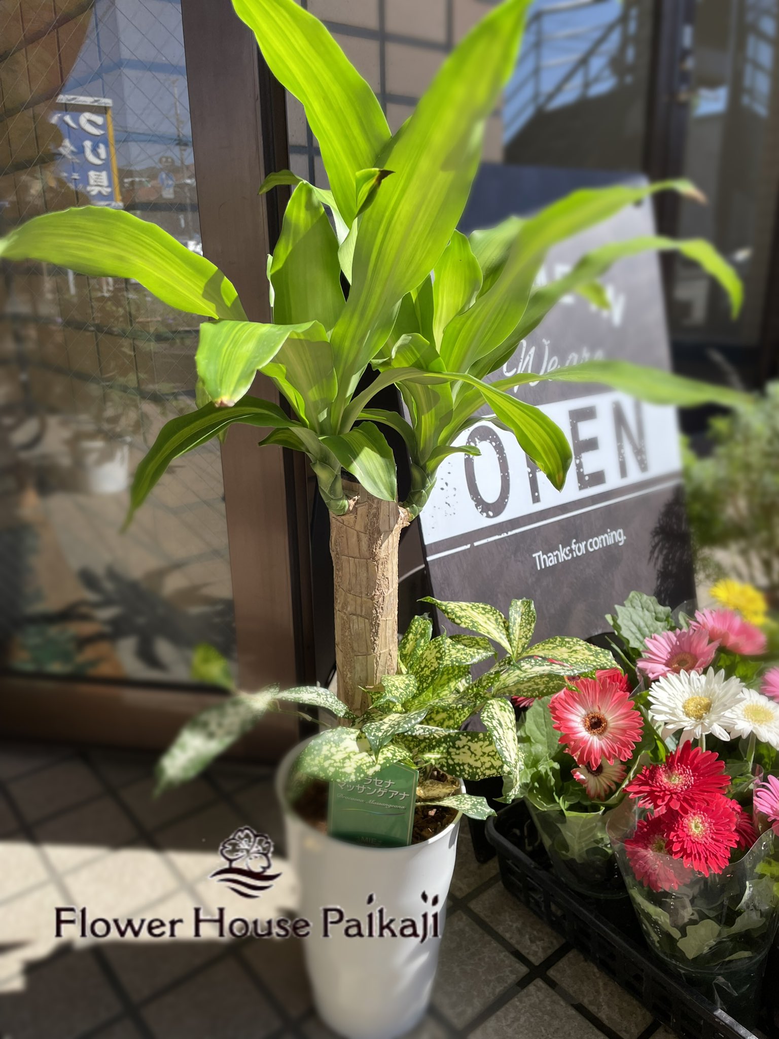 花の家ぱいかじ Al Twitter 花の家ぱいかじ 今日は木曜日 時間短めですが元気に営業中です 久しぶりの日光浴日和 ドラセナも太陽浴びて気持ちよさそうです 花の家ぱいかじ 花屋 お花屋さん 上野原 上野原市 観葉植物 市場でマッサンて書いて