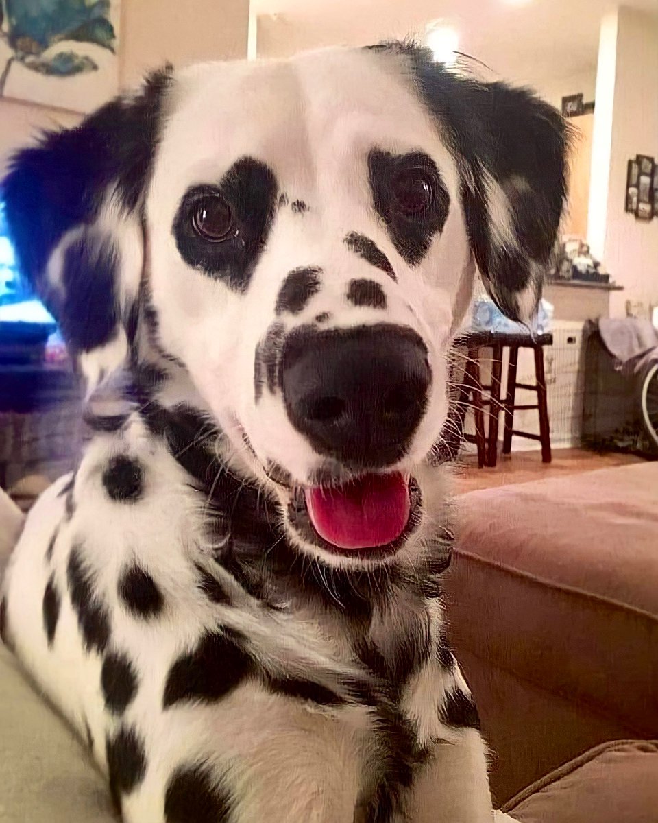 uIisesduh's tweet photo. te amo perrito con ojitos de corazón https://t.co/XFVjzewDME