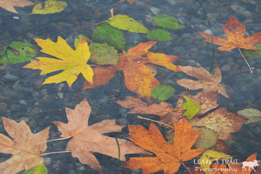 Leaveatrailpics's tweet photo. Autumn Leaves �� 
🌎Flaming Geyser State Park, Washington  .
.
.
.
.
.
.
.
.
.
#discovernature #followmefaraway #earthofficial #theplanetofearth #wonderful_places #awesomeearth #allnatureshots #discoverearth #liveoutdoors #naturepolis #BNS_Members #liveoutdoors #RSA_Water #na https://t.co/JzOWnQ2iEH