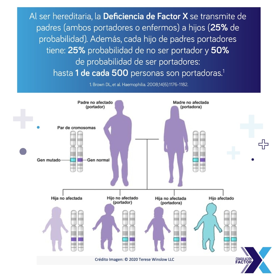 CoagulacionFacX's tweet photo. Algunos miembros de la familia pueden estar no diagnosticados con deficiencia del #FactorX, incluyendo a padres, hermanos y hermanas o niños; sin embargo, sí pueden ser portadores ✔🩸

#Factor10 #DeficienciaFactorX #hemofilia #hematología #sangre #bleedingdisorder #19DeOctubre https://t.co/7tJjNi74gc